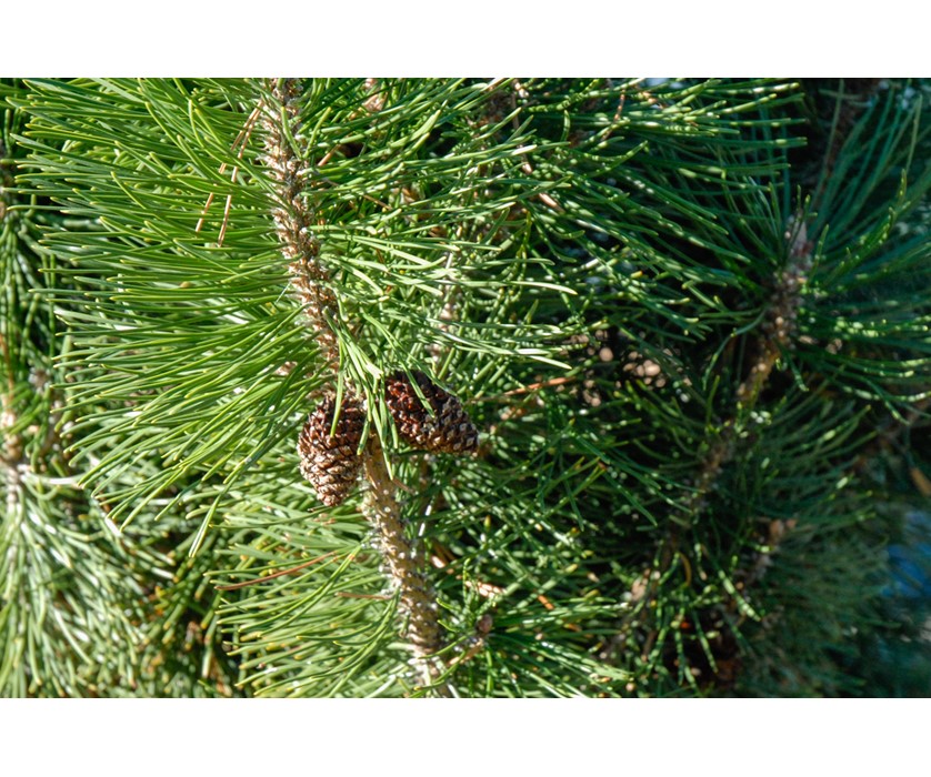 Big Tuna Mugo Pine